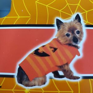 Spooky Village Pumpkin Sweater Extra Small Pet Halloween Attire